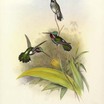 Long-billed Starthroat
